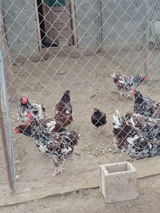 Vând 4 cocoși Sussex Porțelan,100 Ron negociabil.