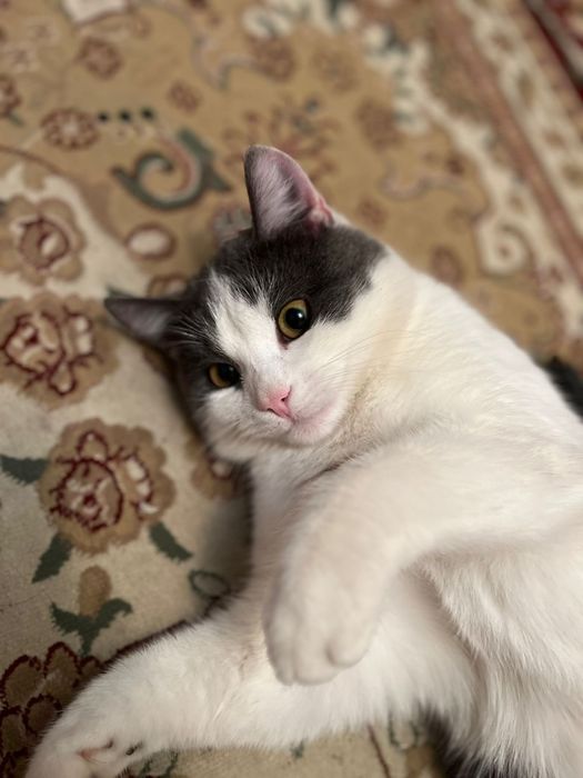 Кот домашний пушыстый