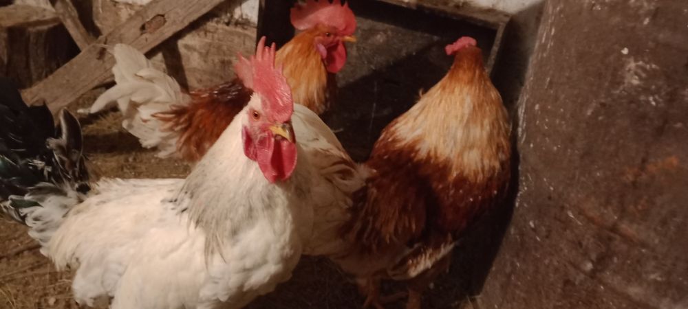 Продаются домашние петушки