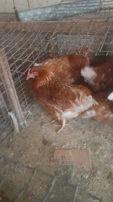 Курочки молодки 8 месяцев