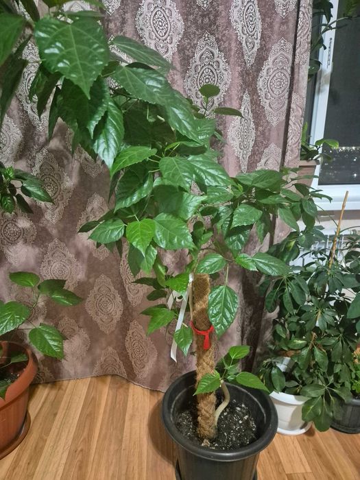 Комнатное растения