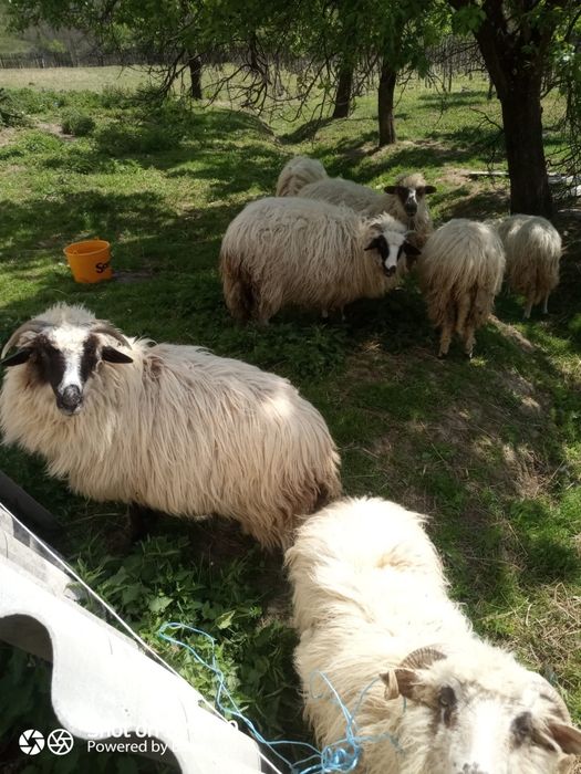 Vând 6 miele și un berbec de anul trecut