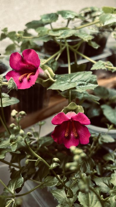 Лофоспермум розовый