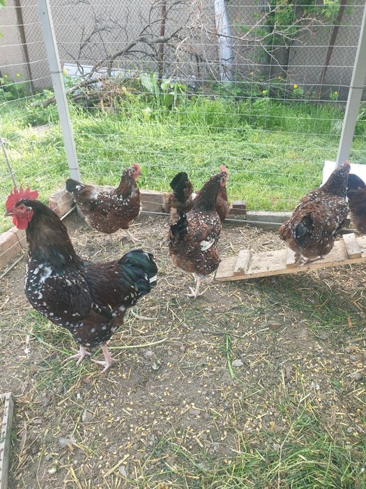 Schimb cocos Sussex Portelan