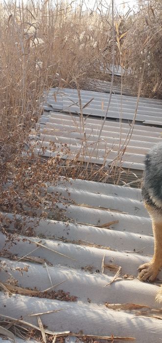 Шйфер азбесковй таза