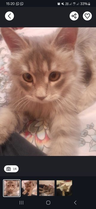 Мысық.мысық.мысық.