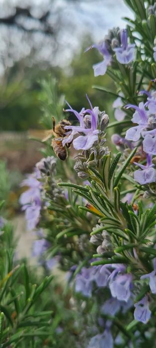 Vând mătci Buckfast