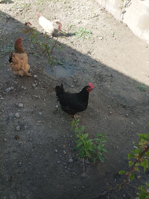 Xo'roz tovuqlar sotiladi xammasi bir biridan chiroyli