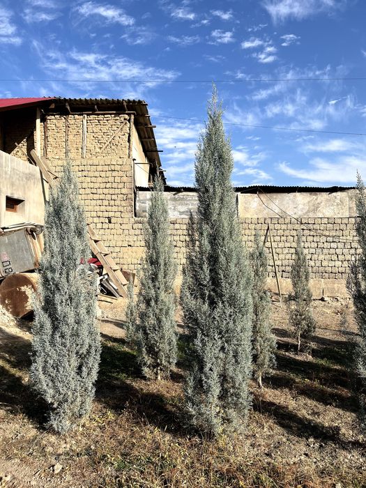 продаются ёлки,арча сотилади