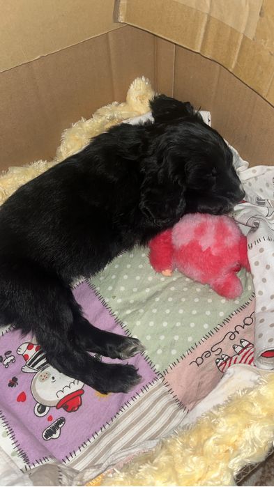 русский спаниель