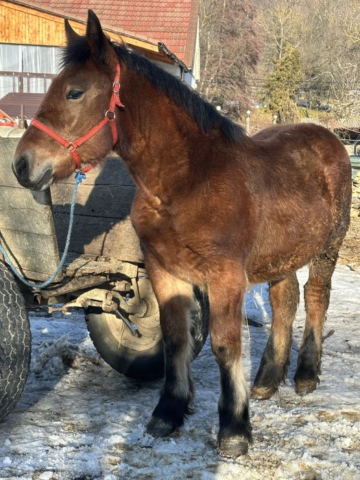 Vand o manza  de 6 luni