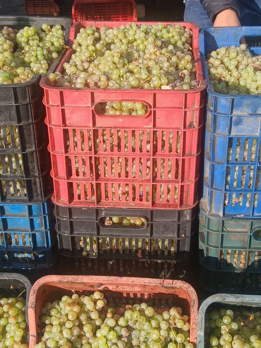 Struguri de vin cu transportul gratuit la domiciliu