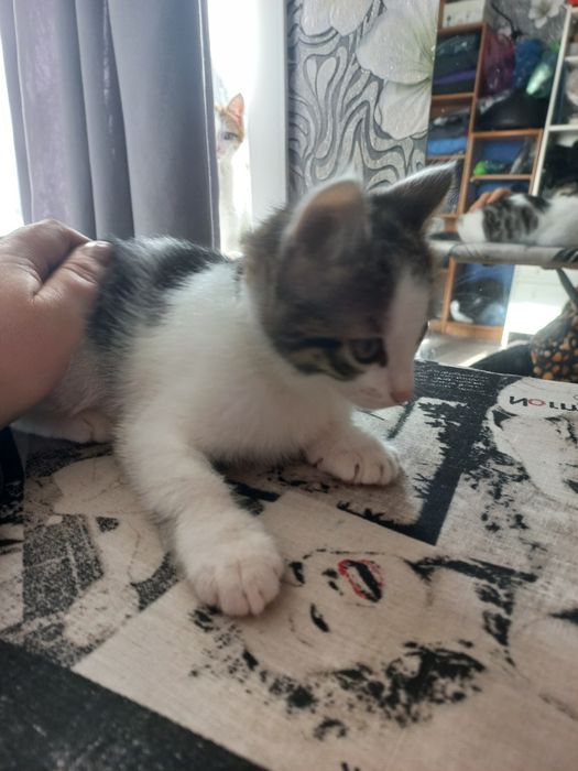 Котята ищут дом и любящих хозяев