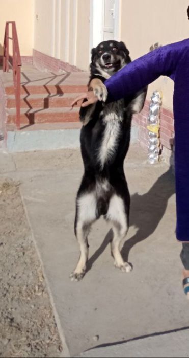 Собака 2 лет, ит 2 ëшар