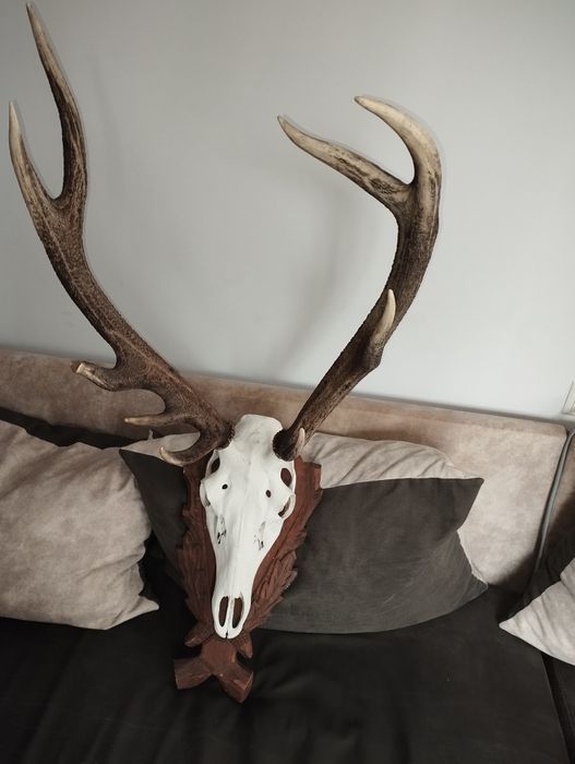 Красиви трофейи от елени