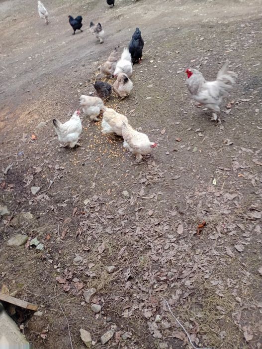 Vând găini       .