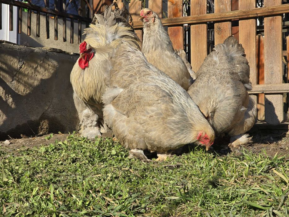 Продавам разплодни яйца от Брама Изабела [Brahma Isabella]