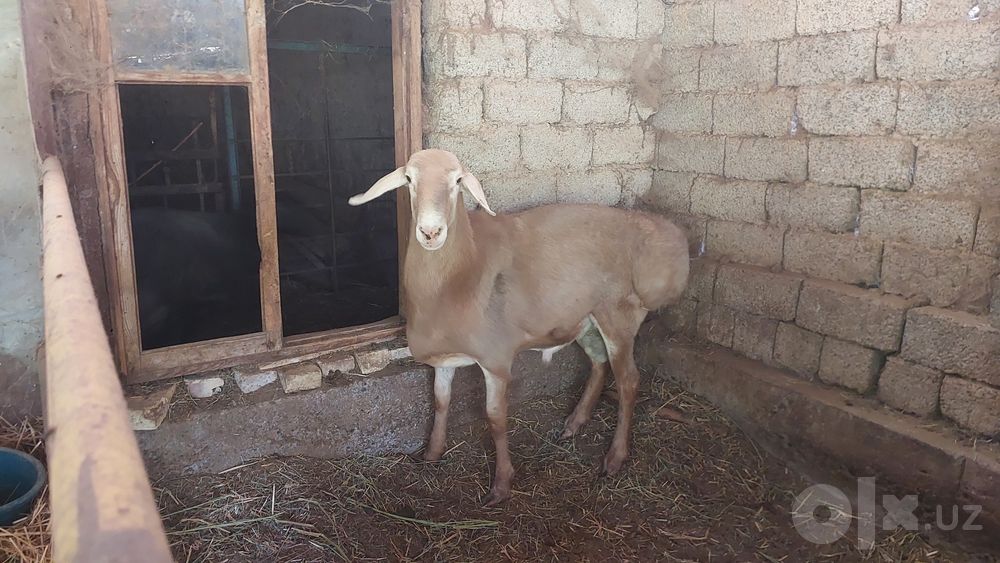 Arashan qoʻchqor
