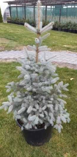 brazi argintii si normandian pentru craciun diferite dimensiuni