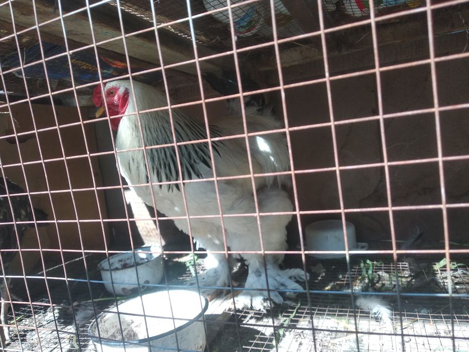 Brama ho'roz sotiladi 2023 yiligi jo'ja