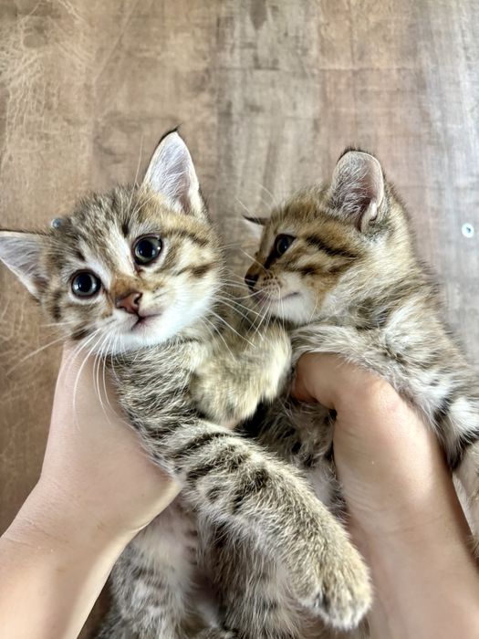 Отдам игривых котят