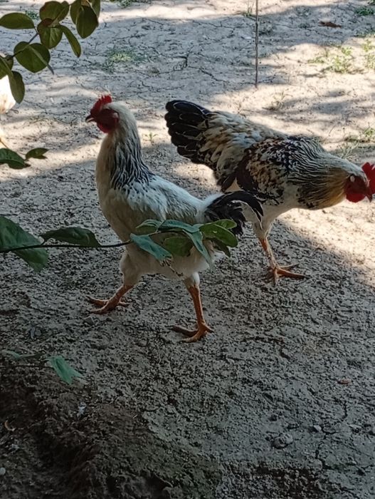 Horozlar sotiladi 6 oylik