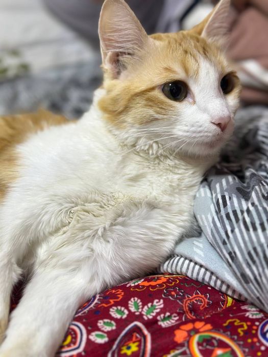 Mushuk beriladi bepulga