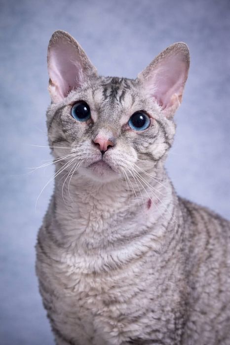 Кошки породы уральский рекс в добрые руки