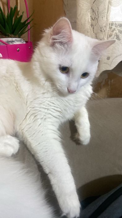 Домашна котка - НИЯ
