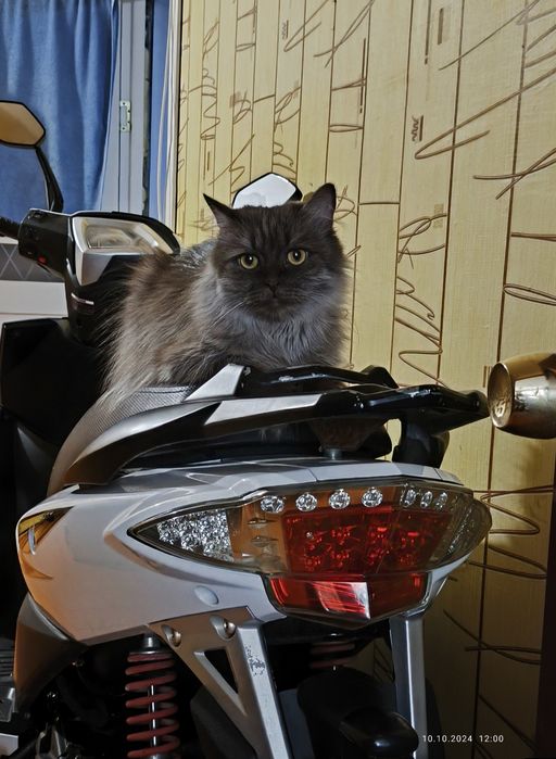 Скутер PEDA Virtuality