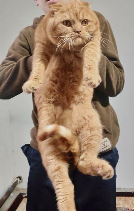 Скоттиш фолд 1 ёш лоток кошиб берилади