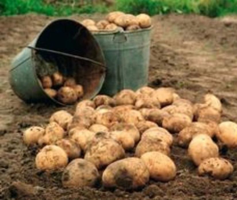 Продам картофель