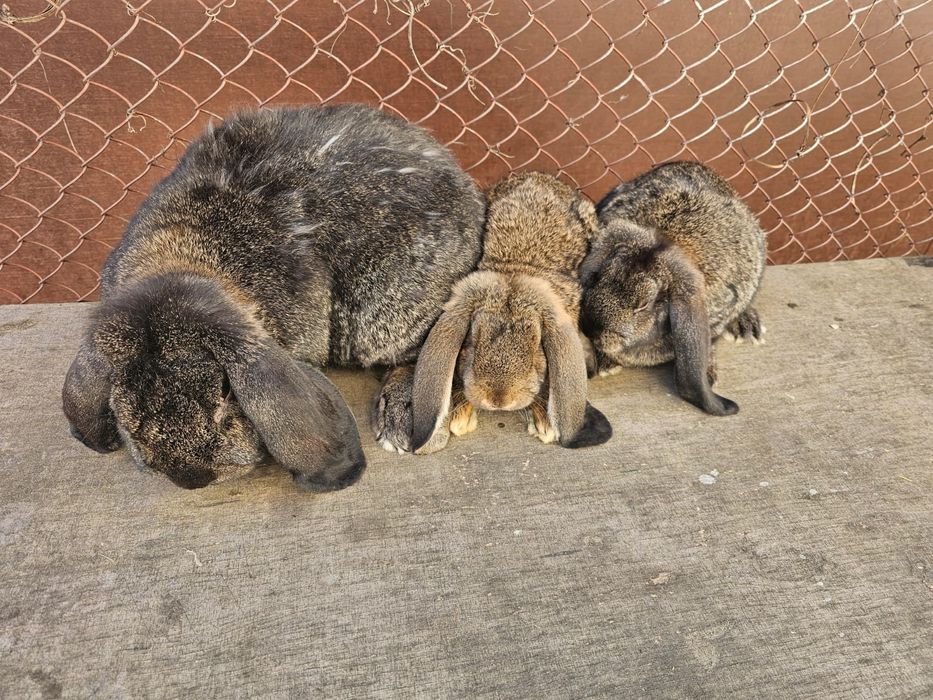 Iepuri marele berbec german