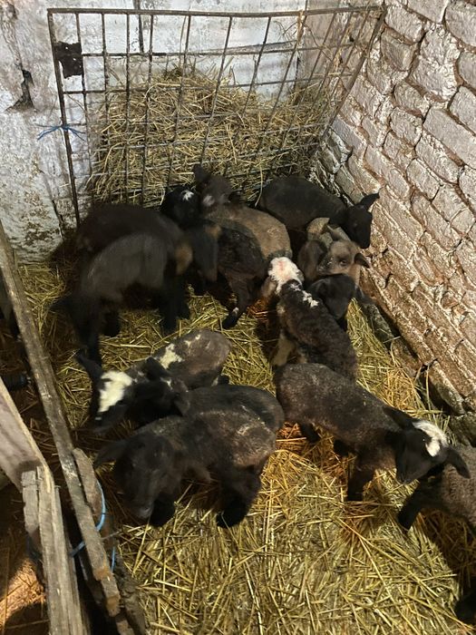 Miei tigaie din 2 de cateva zile