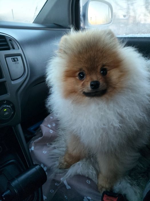 Померан шпиц пацан