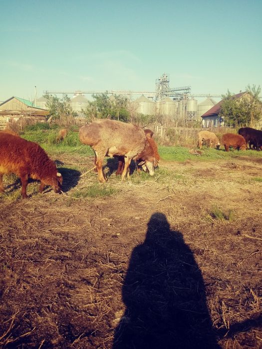 Продам кошкара на племя