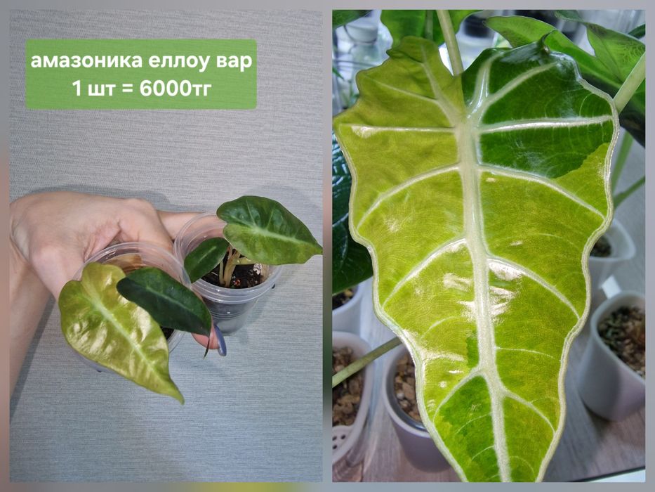 Комнатные цветы (домашние)