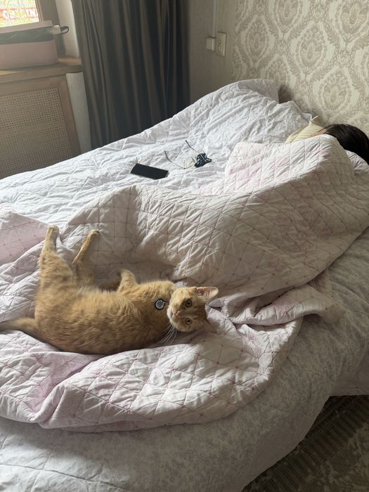 Отдам кота рыжего