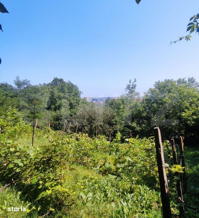Teren 2.889 mp, Șoseaua Tudor Neculai, PUZ P+2, toate utilitatile, op