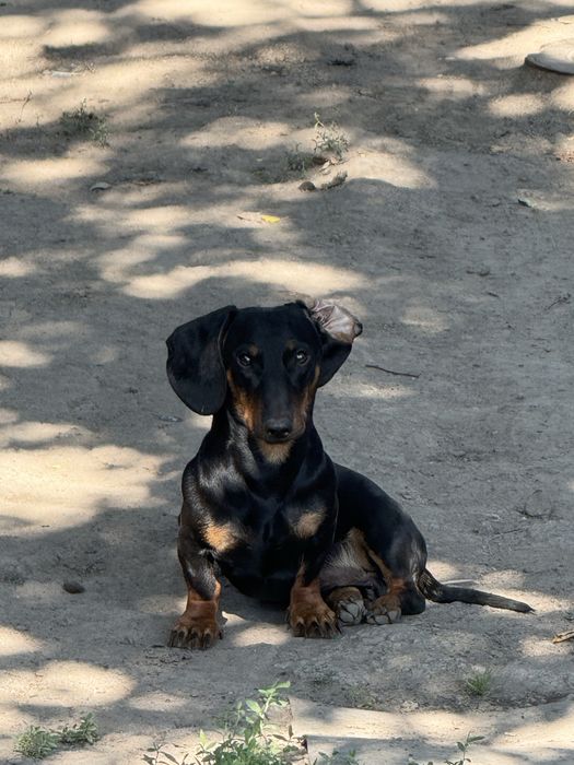 Такса кабель на вязку