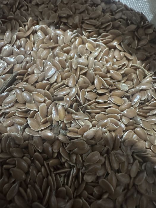 Семена льна северный