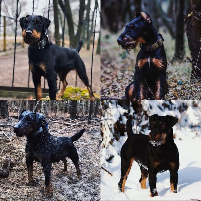 Овчарки + Ягдтерер