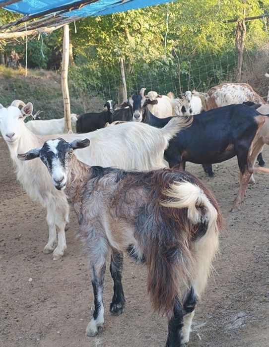 Capra alpina franceza gestanta
