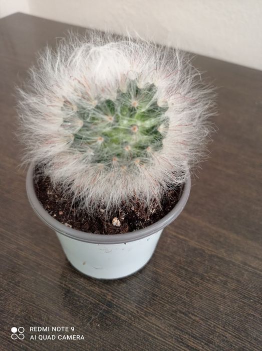 Кактус мамилярия неприхотлив недорого
