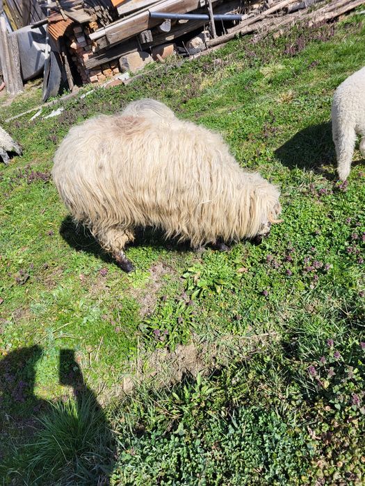 Van mioara cu mieluta