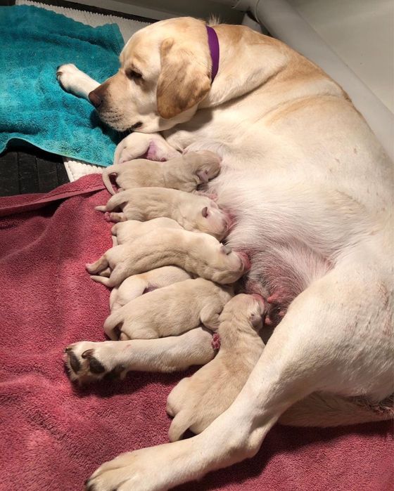 продам Лабрадоров