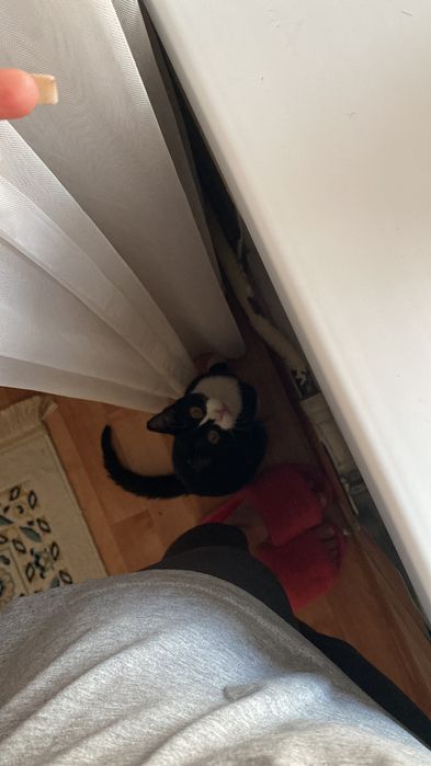 Отдам котика в добрые руки