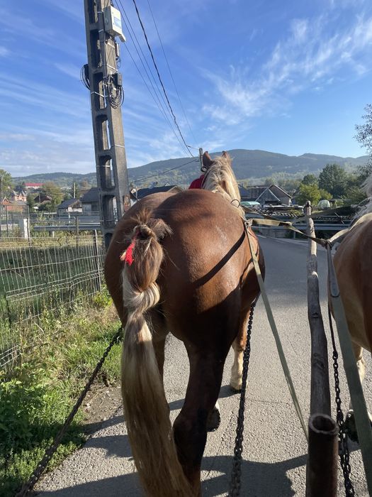 Manză de vânzare