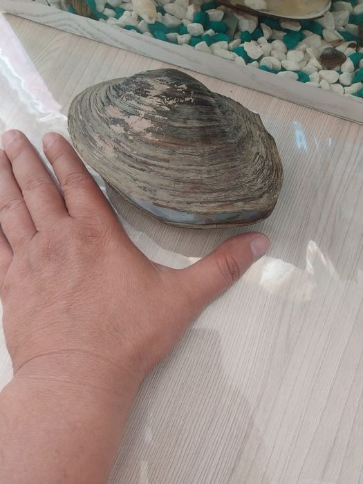 Аквариумные ракушки