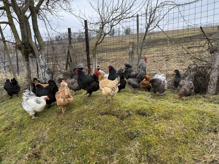 Oua de gaina ptr incubat